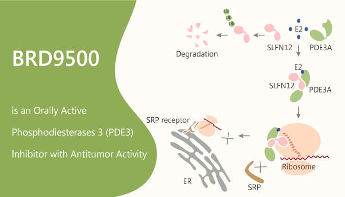 BRD9500 is an Orally Active Phosphodiesterases 3 (PDE3) Inhibitor with Antitumor Activity