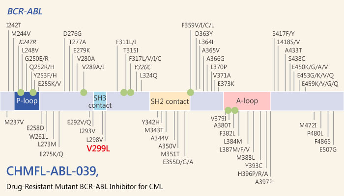 CHMFL-ABL-039, a Selective Type II Native and Drug-Resistant Mutant BCR-ABL Inhibitor for Chronic Myeloid Leukemia