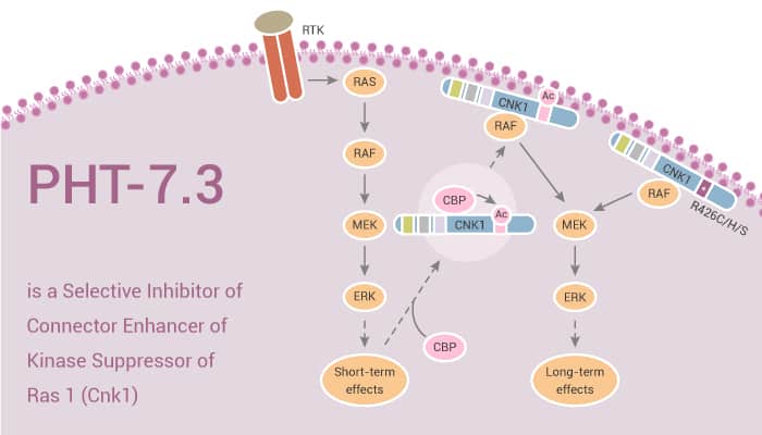 PHT-7.3 is a Selective Inhibitor of Connector Enhancer of Kinase Suppressor of Ras 1 (Cnk1)