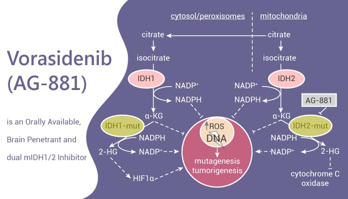 Vorasidenib (AG-881) is an Orally Available, Brain Penetrant and dual mIDH1/2 Inhibitor